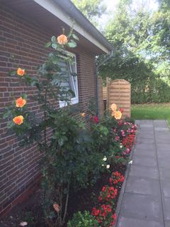 rosige Aussicht